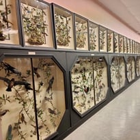 Visite des collections permanentes